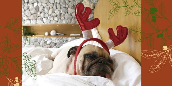 Create a Pet-Friendly Home This Holiday Season