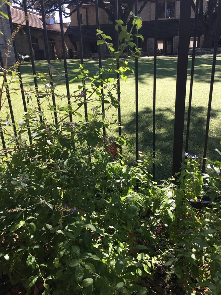 Native Plant Pollinator Garden Party