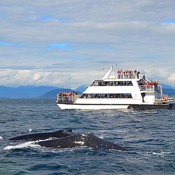 Humpback Whales In Alaska
