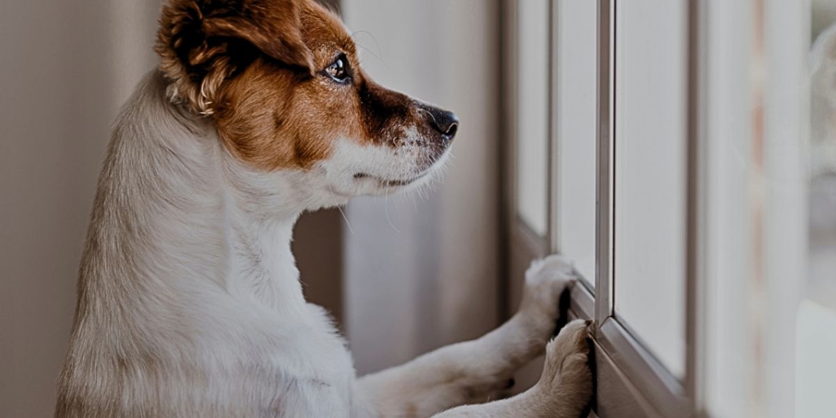 View of How the pandemic affected separation anxiety in dogs and humans | La Poderosa 990 AM - Miami, FL