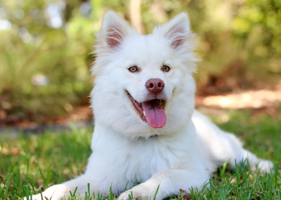 Alabama A white fluffy dog lying in the grass.
