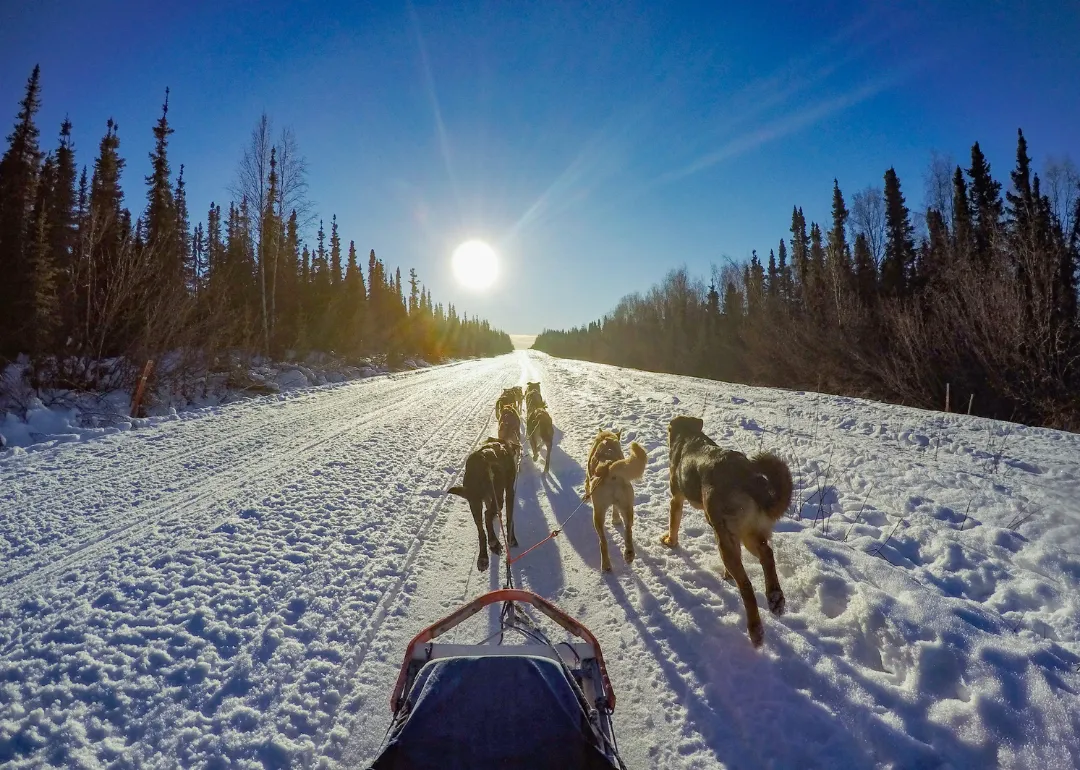 Alaska A group of sled dogs running in the snow toward the sun.