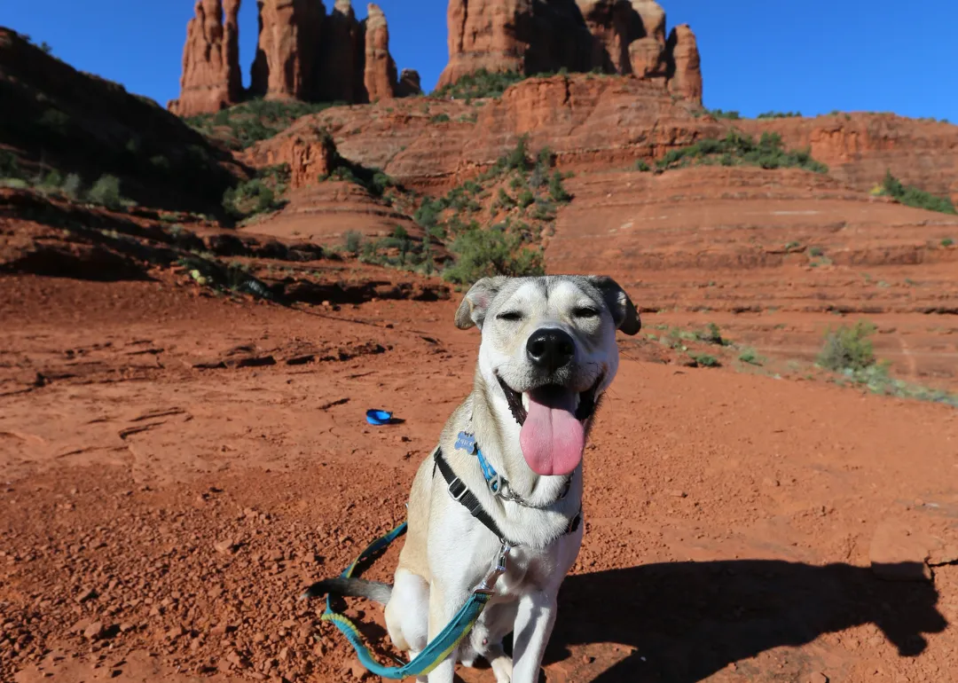 Arizona A dog on a leash in the desert landscape of Sedona.
