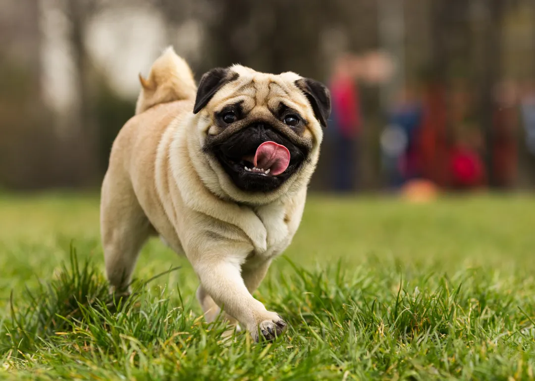 Arkansas A pug running in the grass.