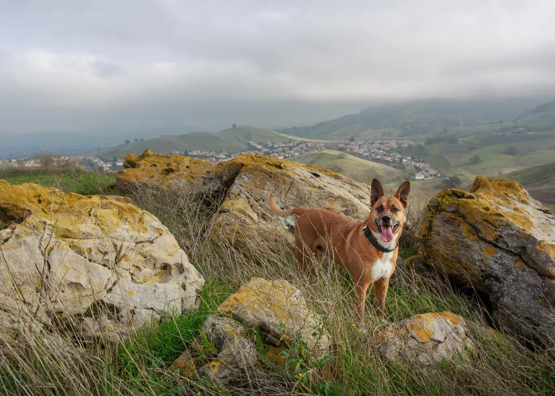 California A brown dog in the hills.