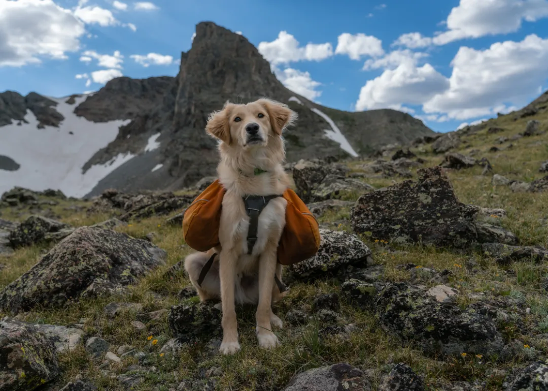 Colorado A brown dog wearing saddle bags in the mountains.