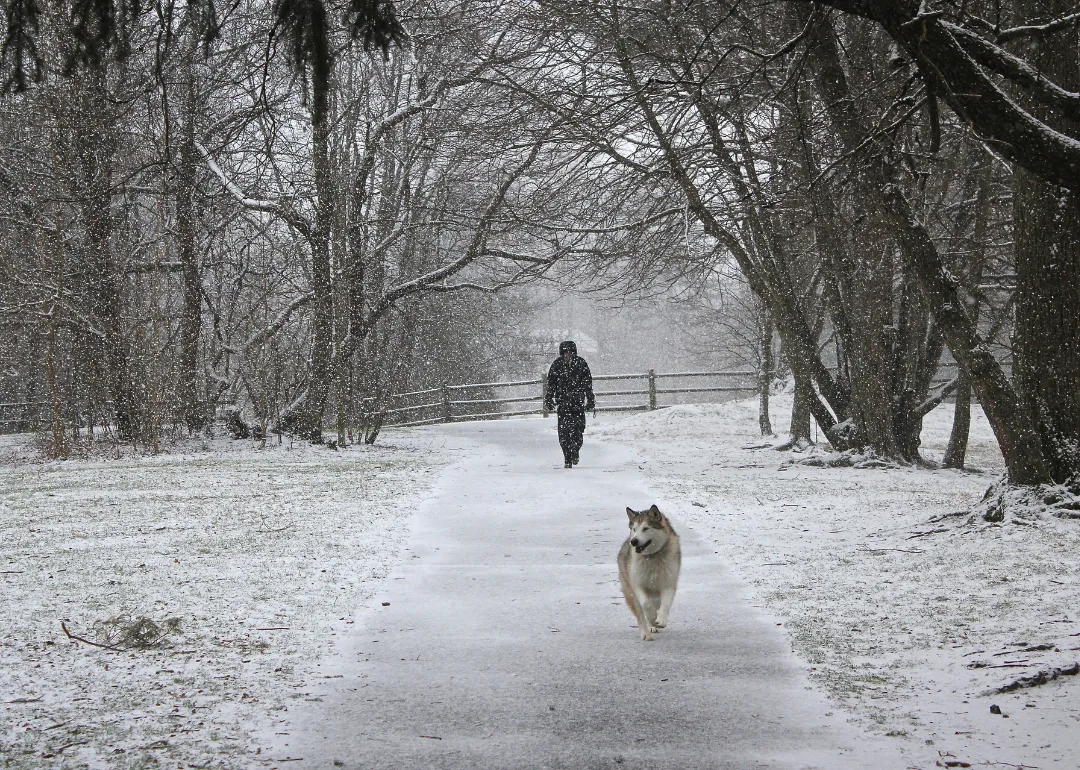 Connecticut A person walking with a husky in the snow.