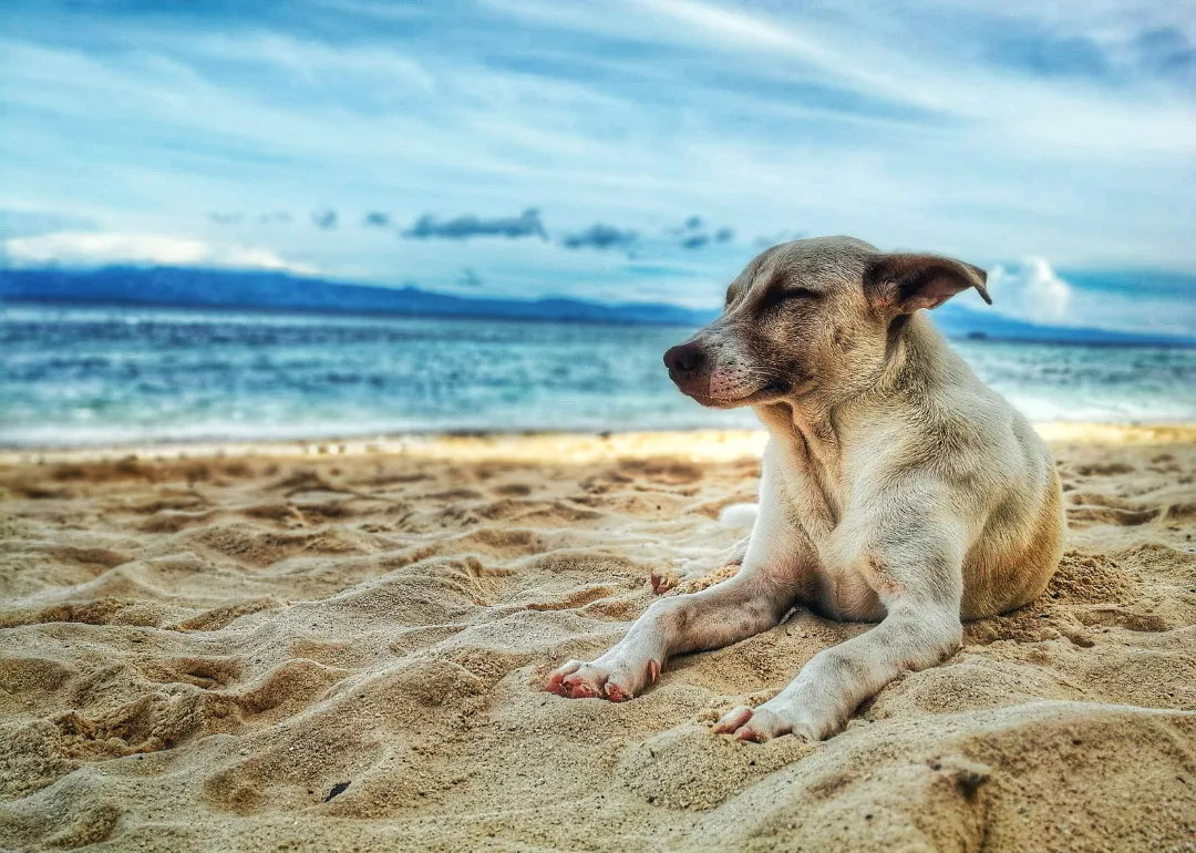 Florida A dog napping on the beach.