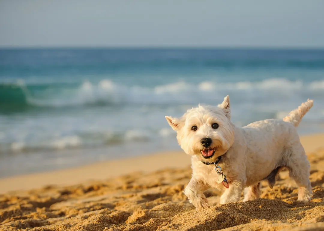Hawaii A small white dog running on the beach.