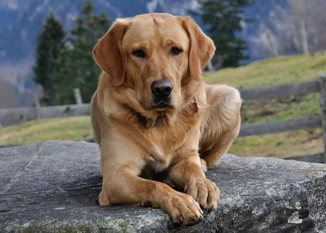 Idaho A brown Labrador sitting on a rock with mountains in the background.