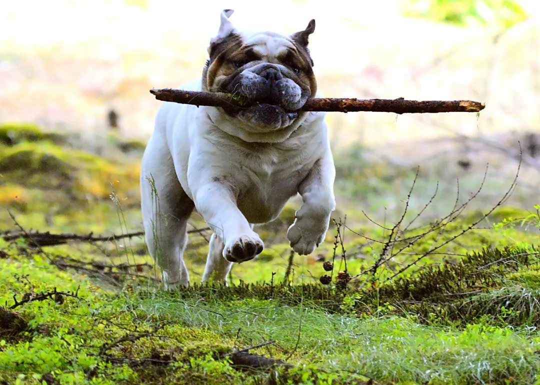 Iowa A white-and-brown bulldog running with a stick.