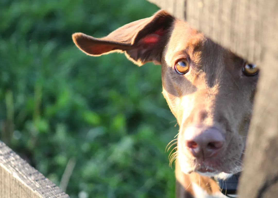 Kentucky A brown Labrador looking through a fence.