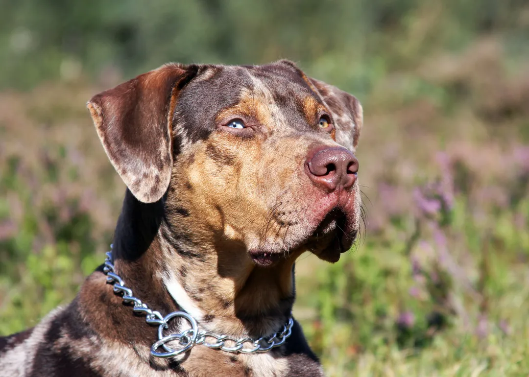 Louisiana A Catahoula leopard dog.