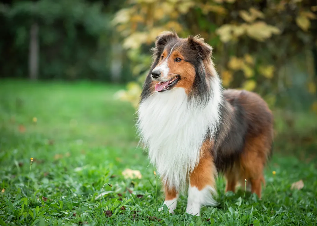 Maine A collie dog outside.