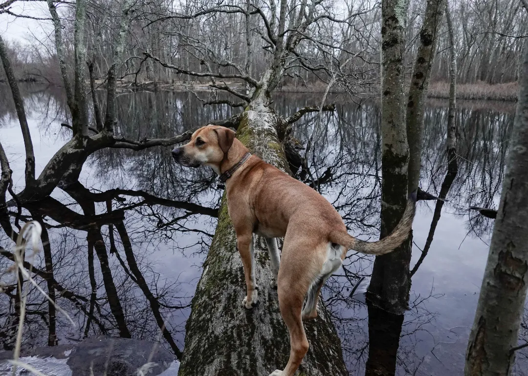Massachusetts A brown dog on a fallen tree over the river.