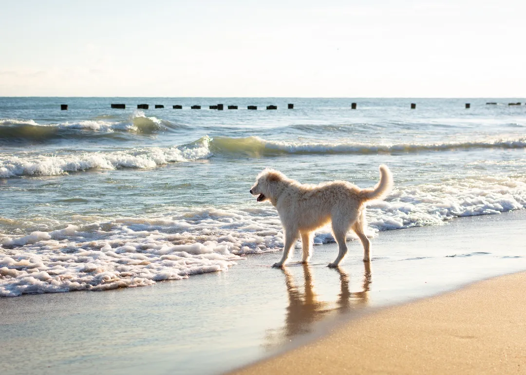 Michigan A white furry dog on the beach at Lake Michigan.