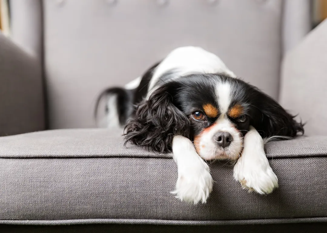Minnesota A small black-and-white King Charles spaniel on a gray chair.