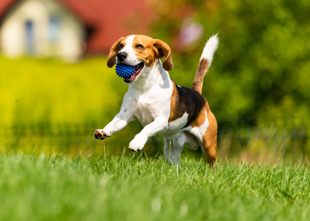 Mississippi A beagle running in the grass with a blue ball.