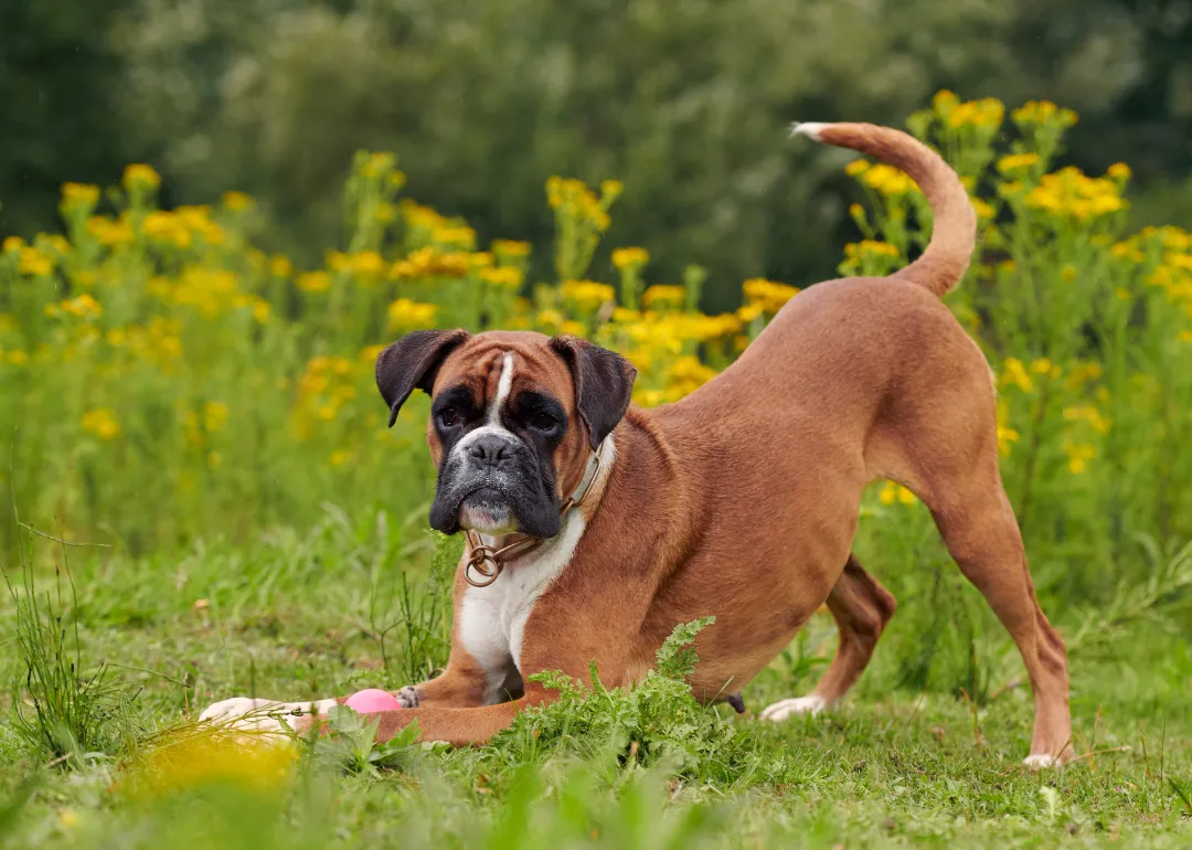 Missouri A boxer dog kneeling down to get a ball.
