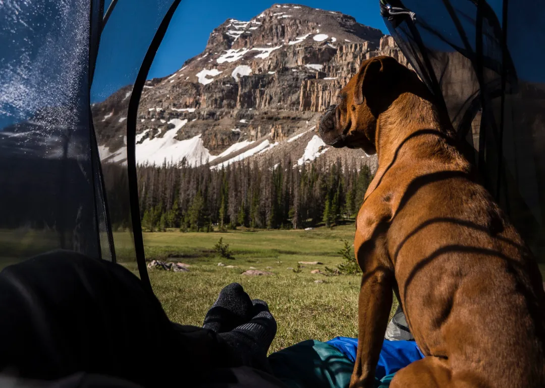 Montana A brown dog in a tent looking out at the mountains.