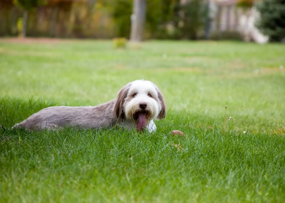 Nebraska A gray-and-white bearded collie lying in the grass.