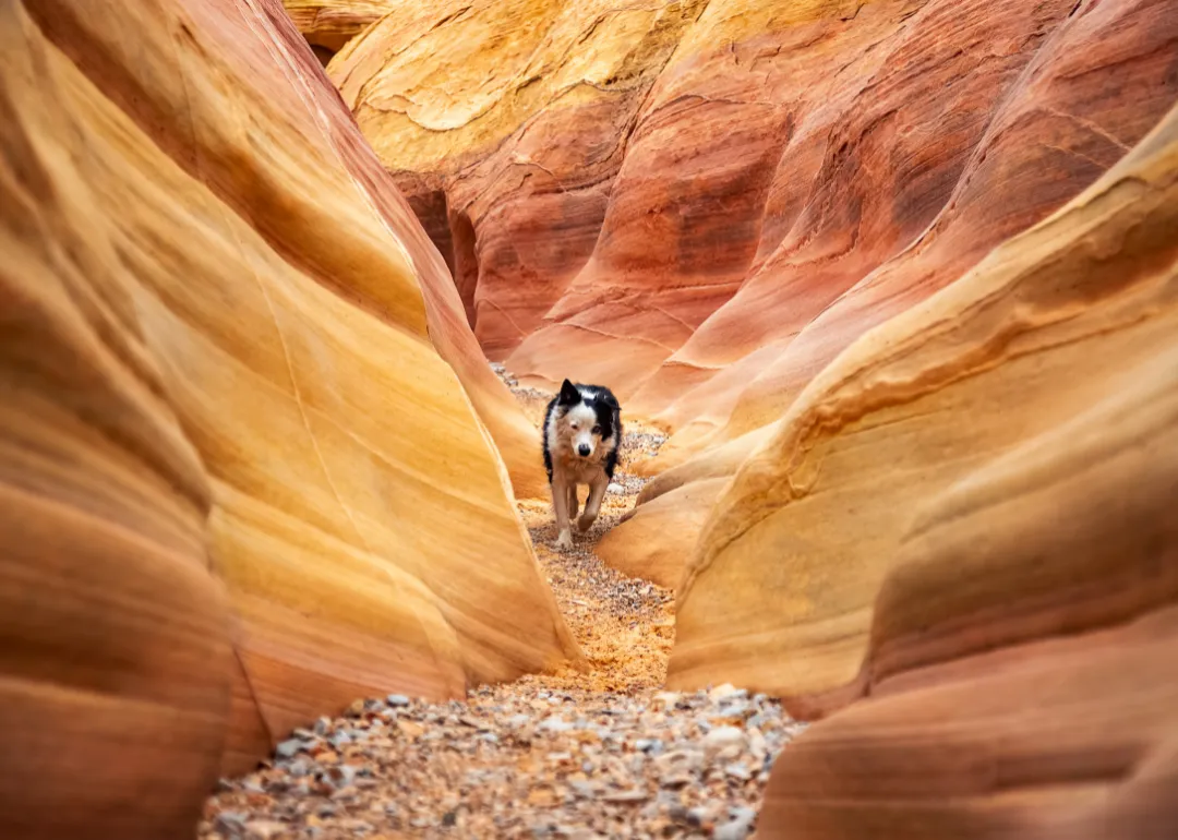 Nevada A black-and-white dog running through a Redstone Canyon.