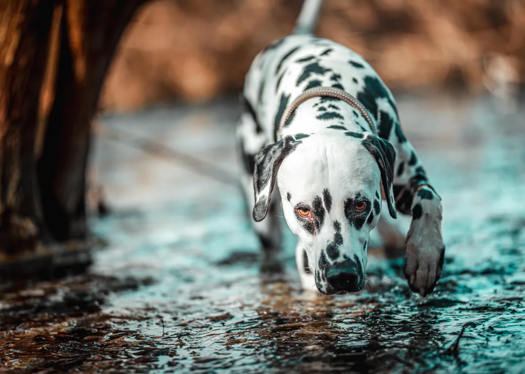 New Hampshire A dalmatian drinking water in the river.