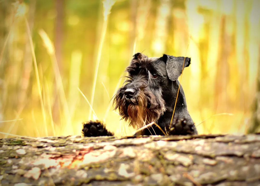 New Jersey A black miniature schnauzer looking over a log.