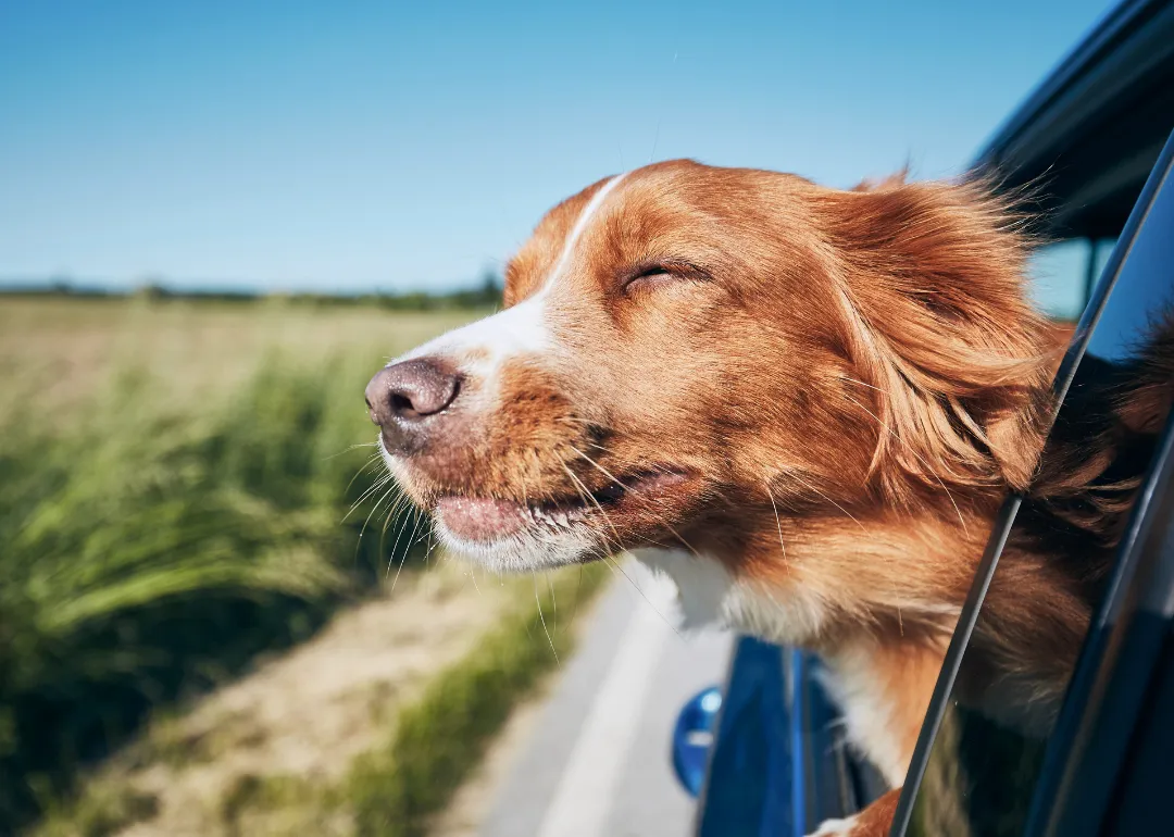 New Mexico A happy dog riding in the car with the window down.