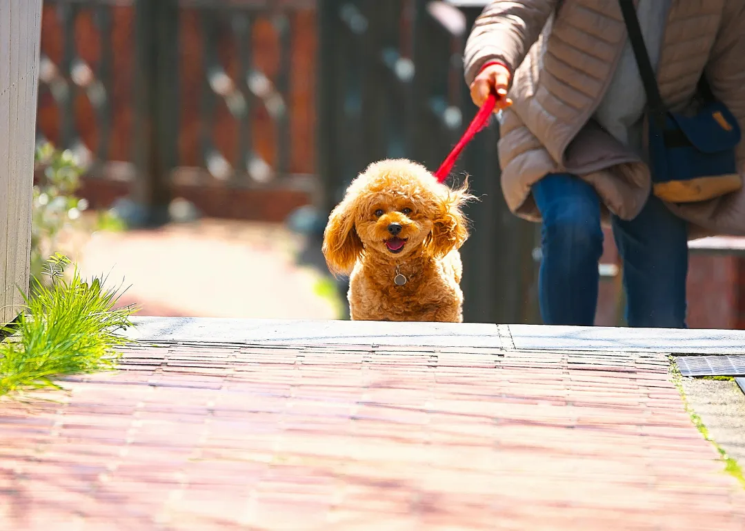 New York A person walking a small brown fluffy dog.