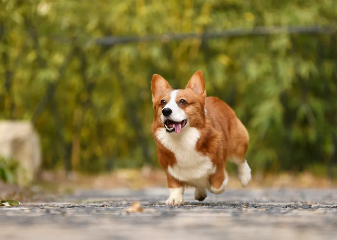 North Carolina A brown-and-white corgi running.