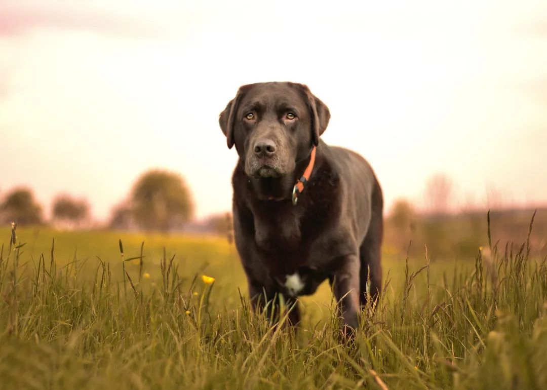 Ohio A black Labrador in a field.