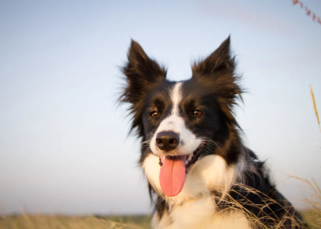 Oklahoma A black-and-white border collie in a field.