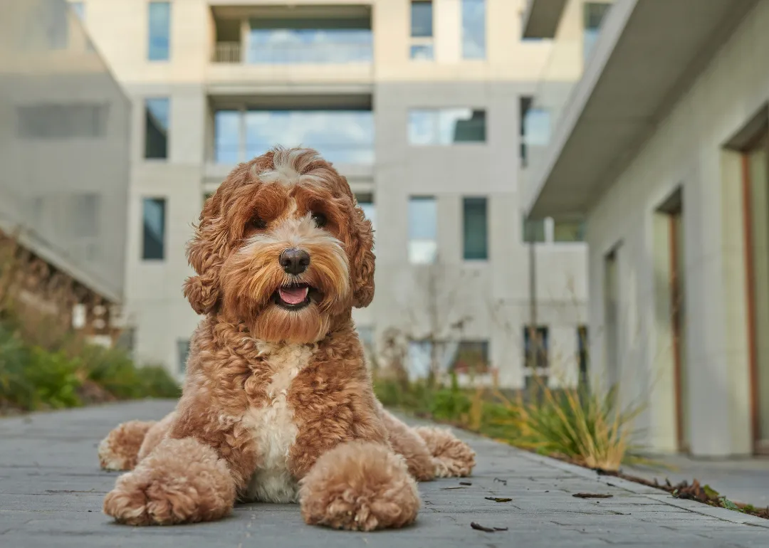 Pennsylvania A brown labradoodle sitting on a sidewalk.