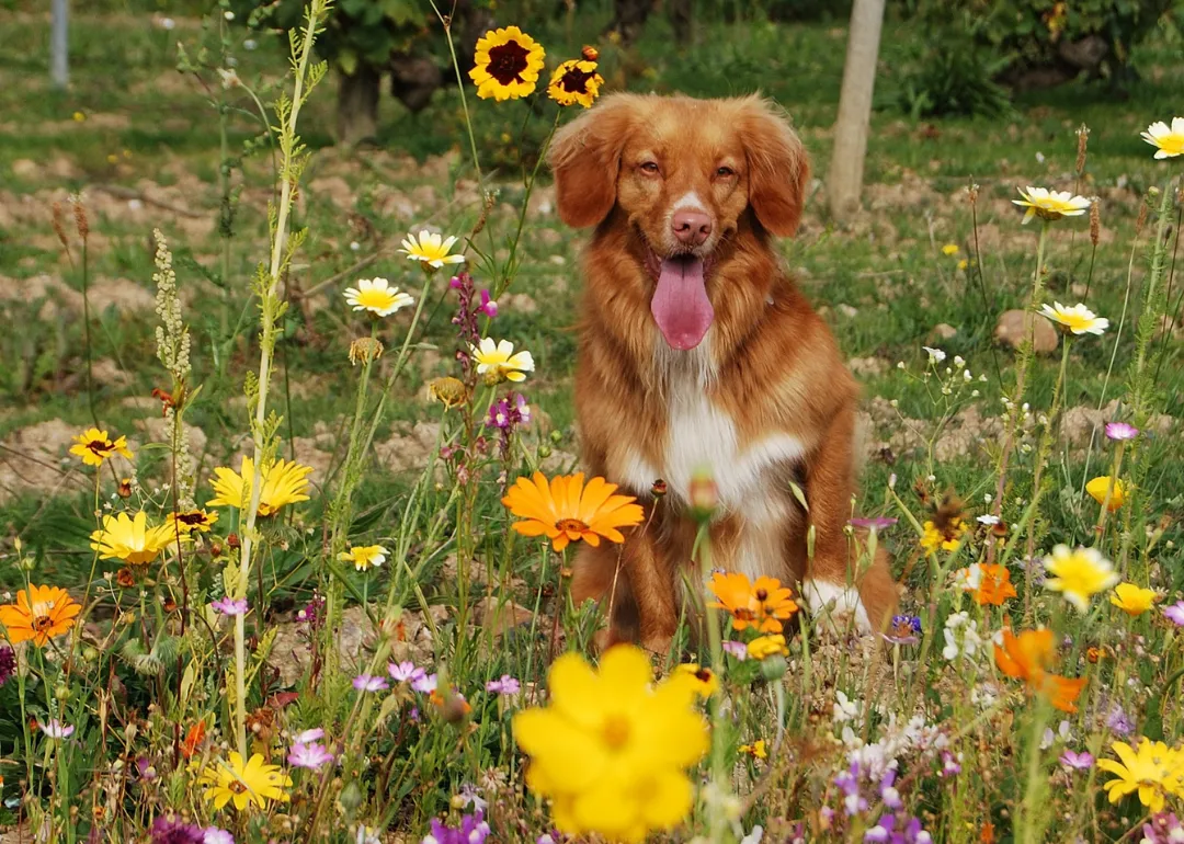 Rhode Island A brown dog sitting in a field of flowers.
