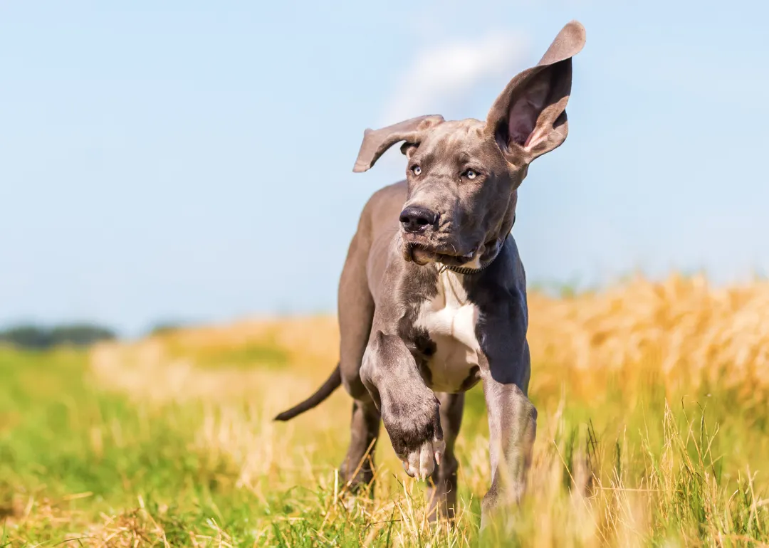 South Carolina A gray great dane puppy in a meadow.