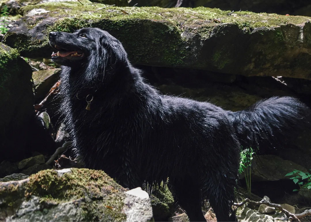 Tennessee A black fluffy dog in a forest.