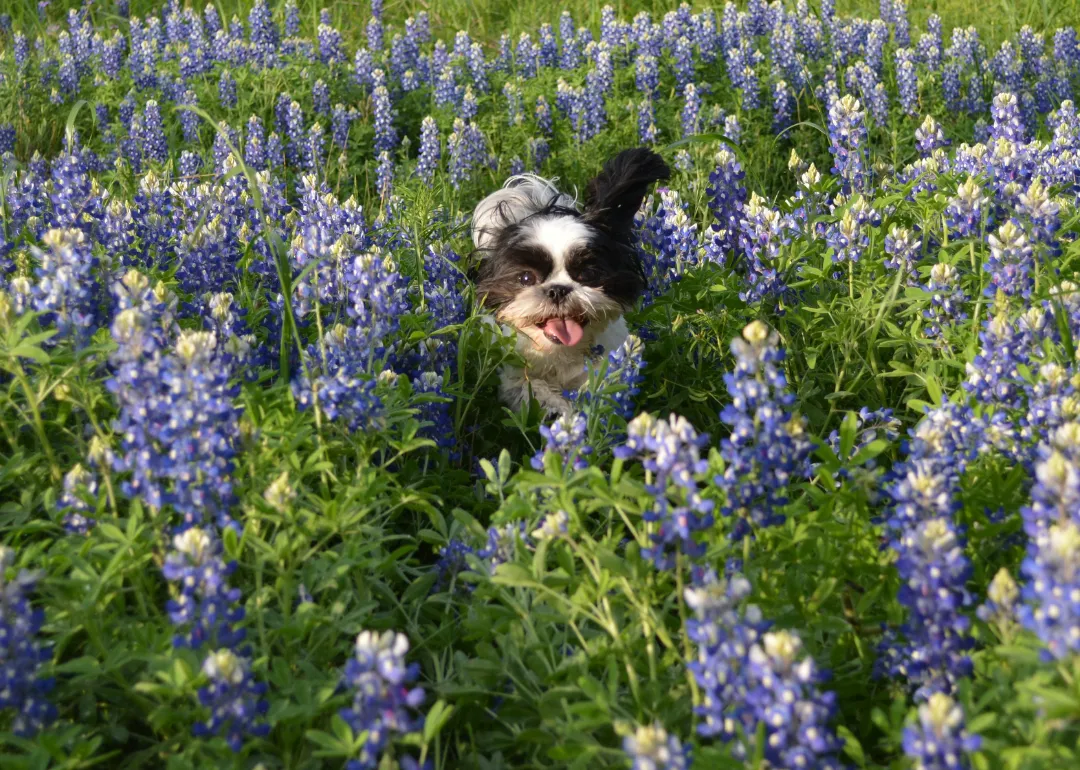Texas A small black-and-white dog in a field of Bluebonnets.
