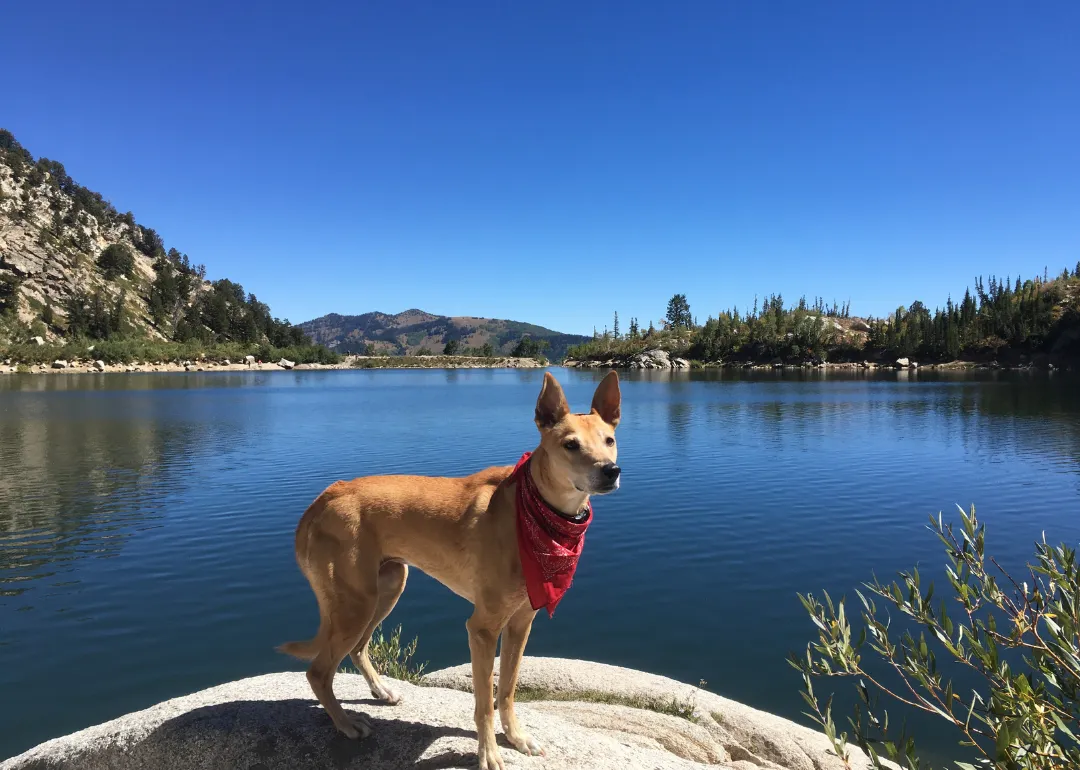 Utah A brown dog in a red bandanna in front of a lake.