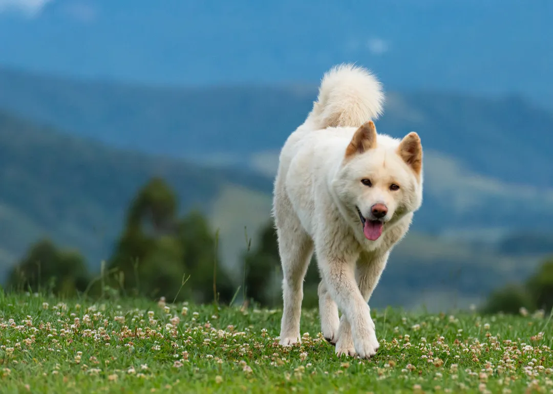 Vermont A white akita dog in the hills.