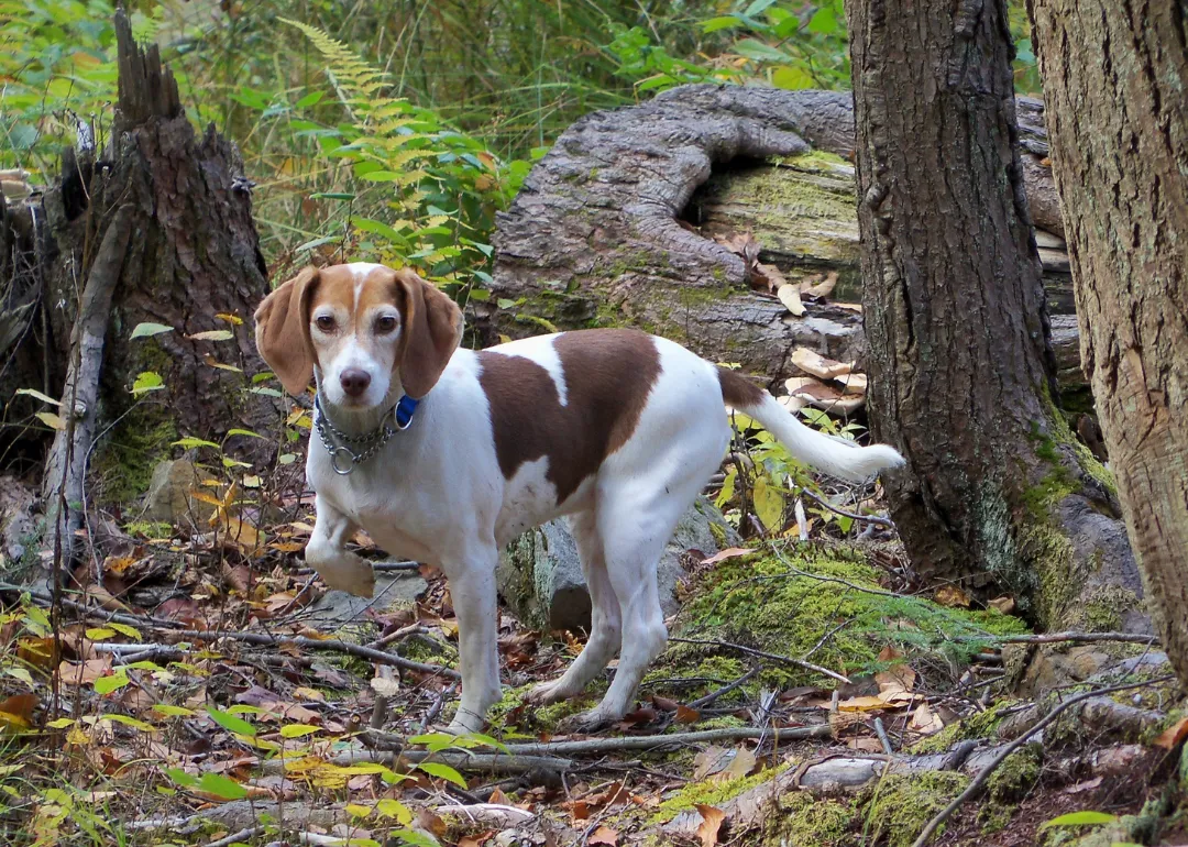 Virginia A brown-and-white dog in the forest.