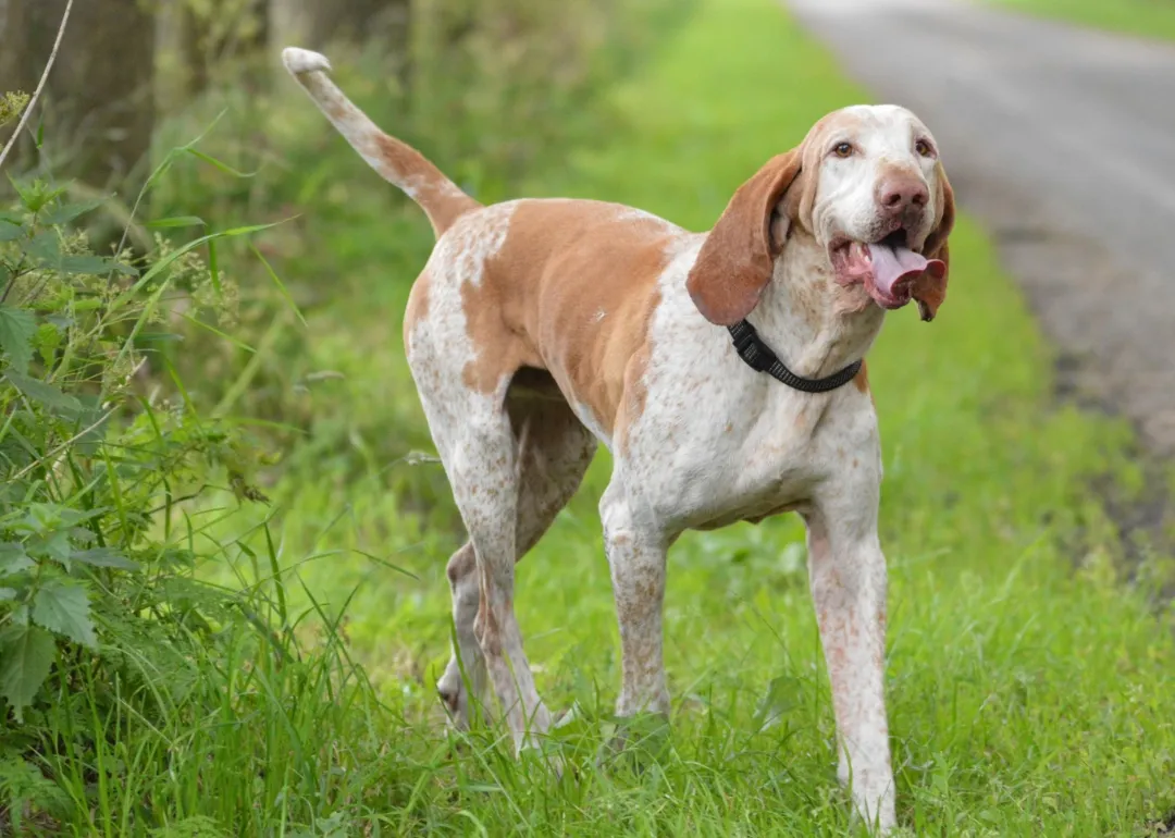 Washington A brown-and-white hound dog.