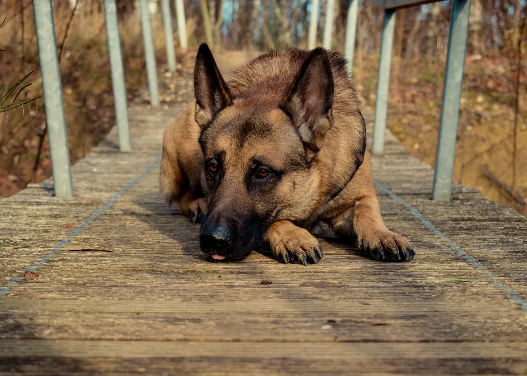Washington DC A German shepherd lying on a wooden bridge.