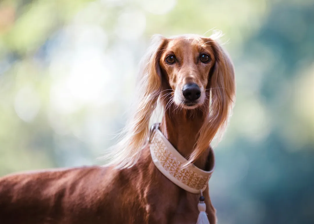 West Virginia A small brown dog.