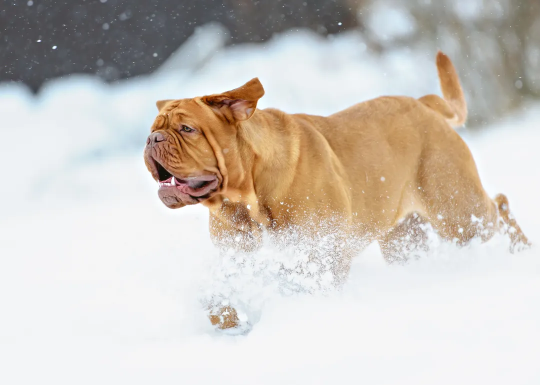 Wisconsin A large brown Bordeaux dog running in the snow.