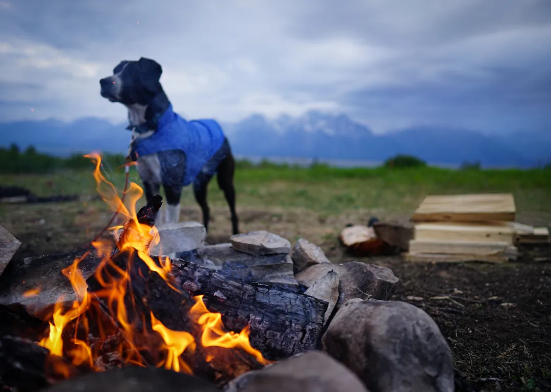 Wyoming A black-and-white dog wearing a blue coat in front of a campfire with mountains in the background.