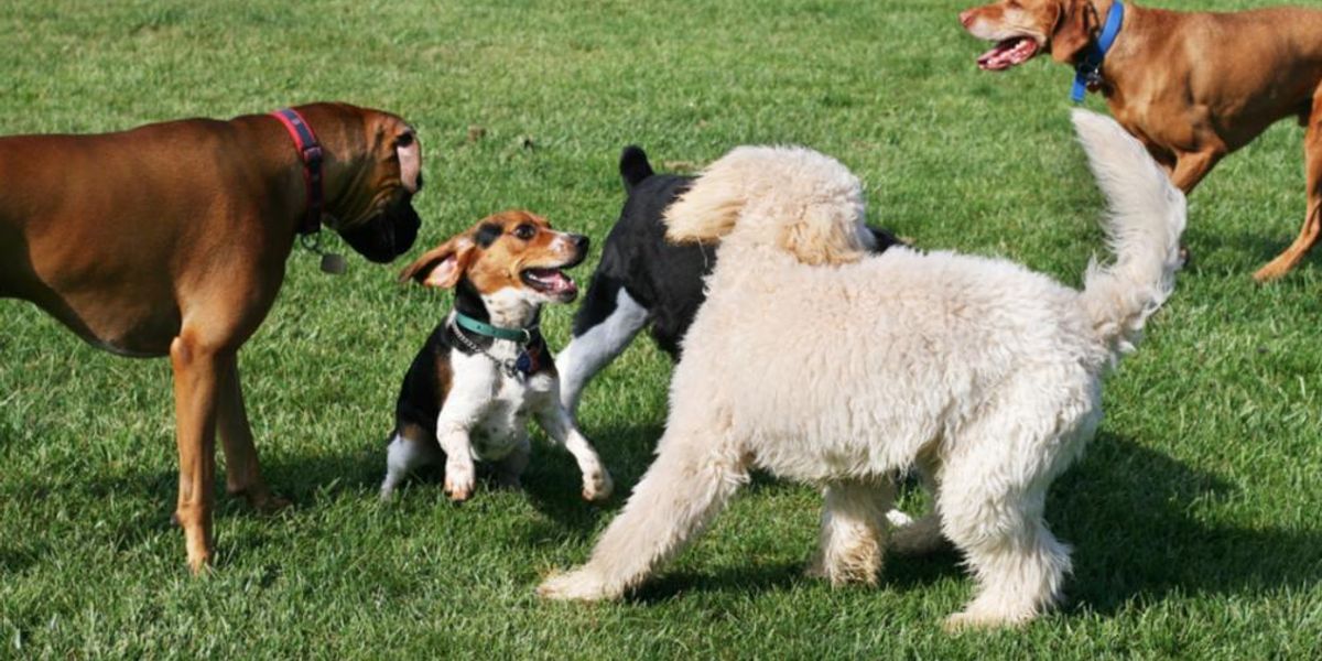 How pet insurance costs vary for 20 different dog breeds | The