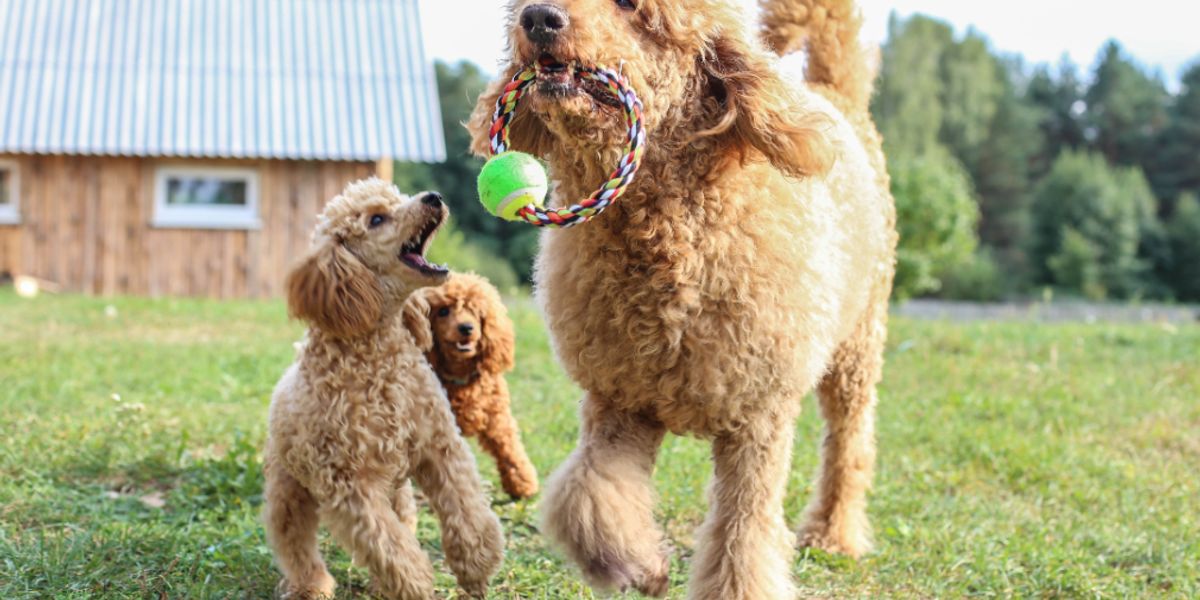 Ranking the 63 smartest dog breeds | AM 1300 The ANSWER - Seattle, WA