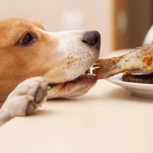 Least obedient dog breeds