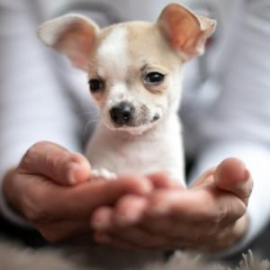 Most popular small dog breeds